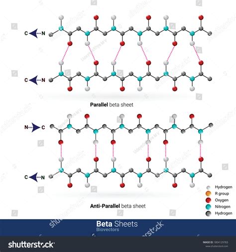 beta sheet antiparallel|Secondary Structure: β.
